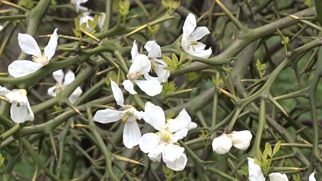 Poncirus trifoliata (L.) Raf. čes. citronečník trojlistý