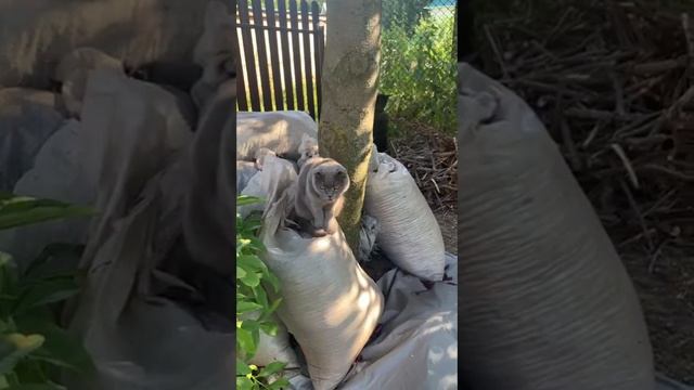 #sindicat