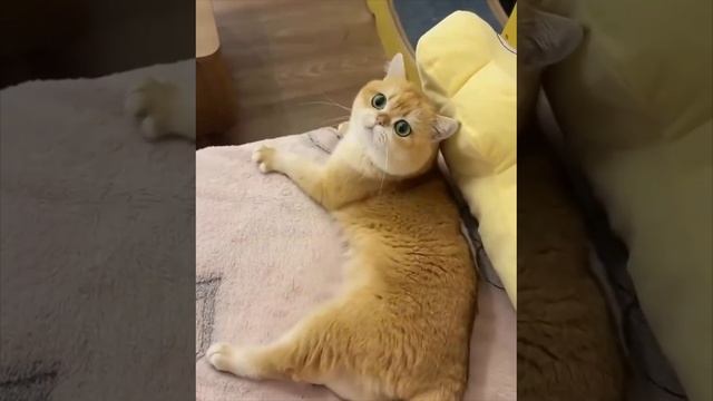 У котика на спине разошёлся шов и пух начал вываливаться 🤣