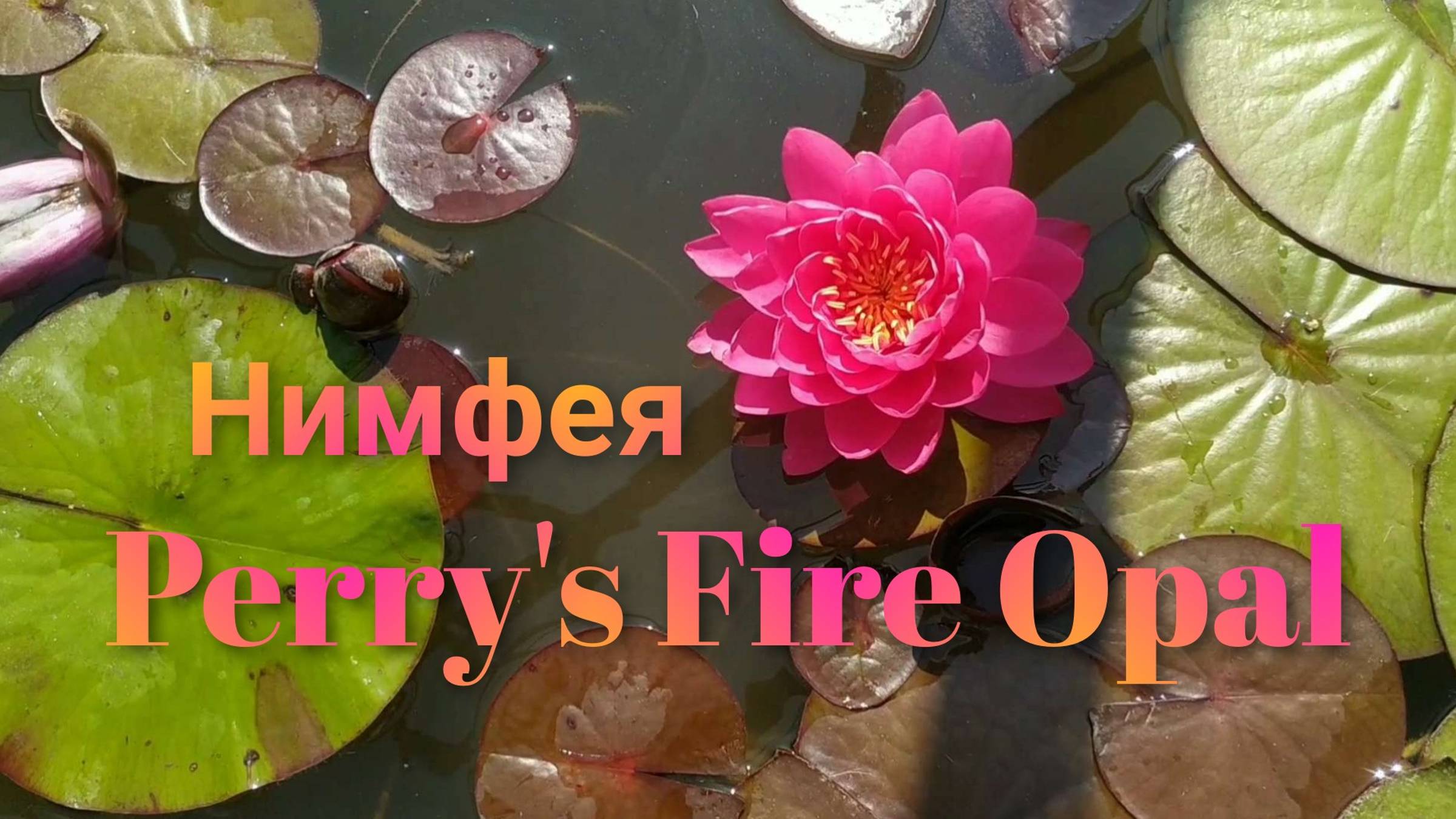 Кувшинка (нимфея) Фае Опал. Water lily (nymphaea) Perry's Fire Opal