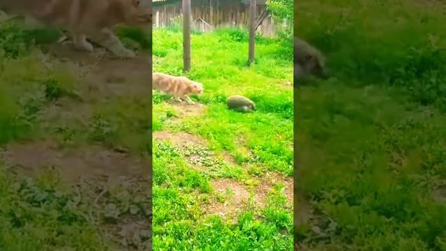 Кто же Это Как же Это 🤣🐱 #приколыскотами