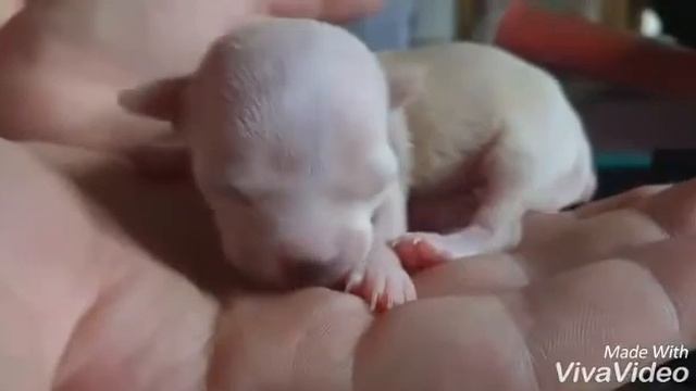 Cutest Chihuahua Pups