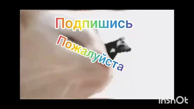 видео с мемными котиками