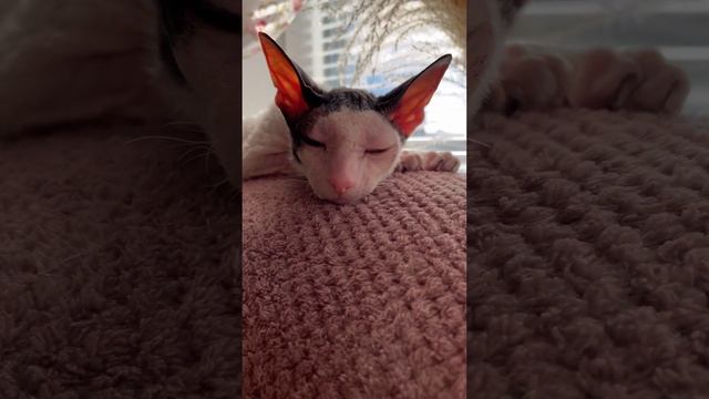 Мои грандиозные планы на выходные накрылись мягким пледом… #catlover #котики #приколысживотными