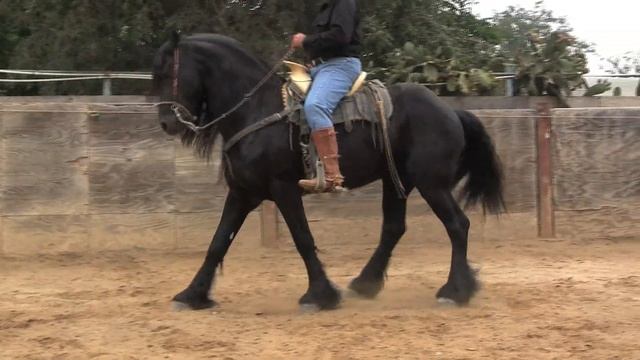 CABALLOS BAILADORES DE DON RAFA "RUBEN"