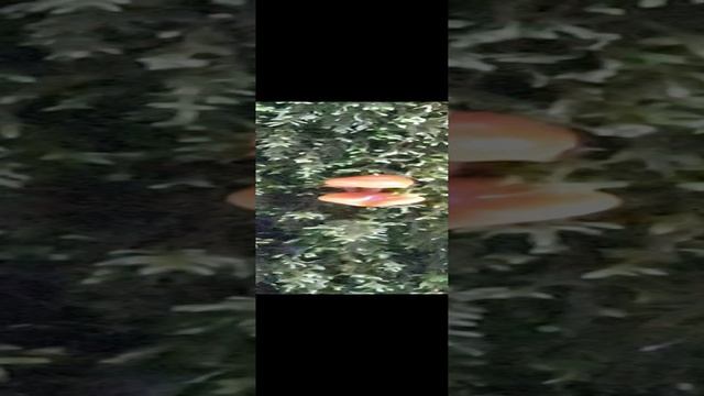20250109_162421.mp4
