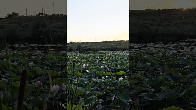 Закат солнца на озере с лотосами в селе Быковка, Белгородская область