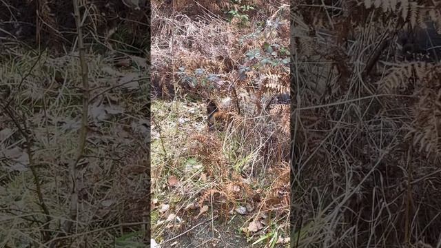 Прятки в лесу 😍🌳🌿🍄🍄🟫🍂🙈