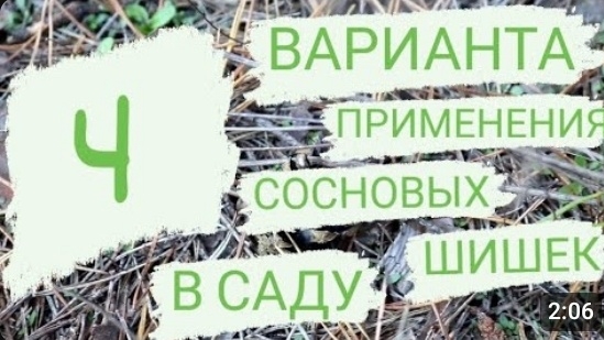 СОСНОВЫЕ ШИШКИ: КАК ПРИМЕНЯТЬ В САДУ? 4 ВАРИАНТА ПРИМЕНЕНИЯ СОСНОВЫХ ШИШЕК!