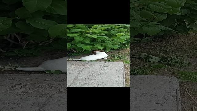 Джек Рассел, это погрызун.