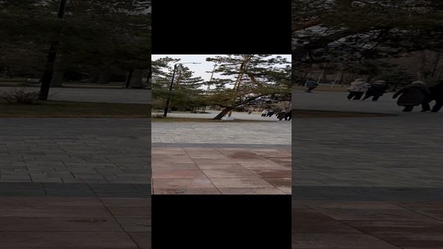 Аллея Героев ремонт, Волгоград 12 января 2025.mp4