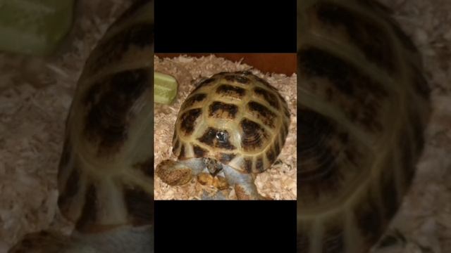 кто закрыл хомячков! #4/ финал.
