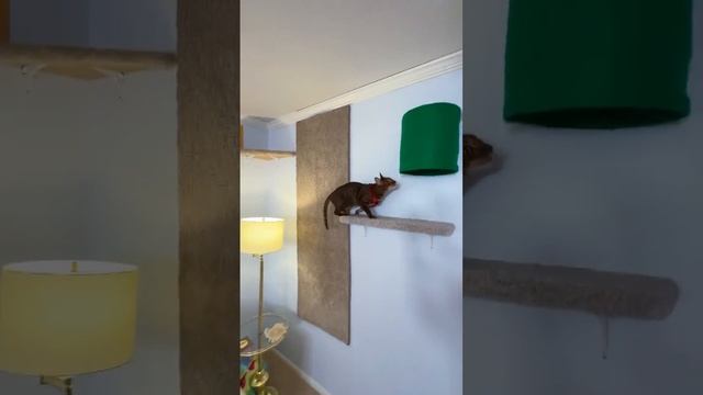1000036709.mp4