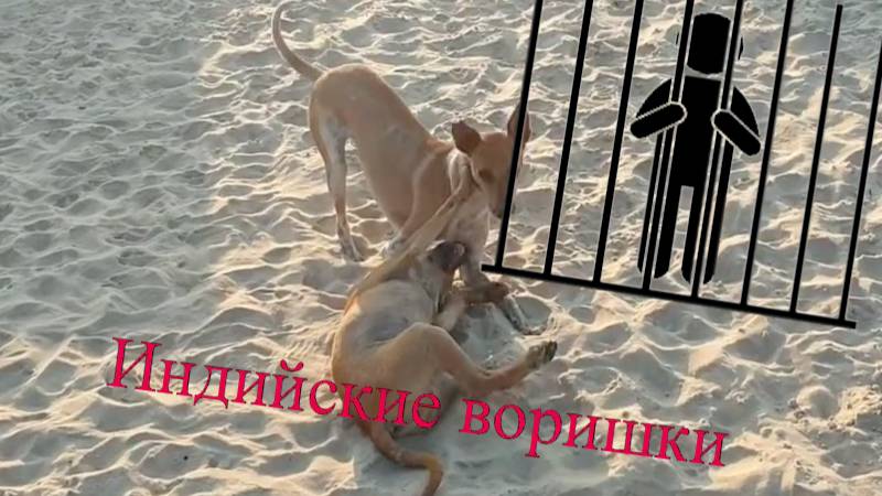Индийские воришки пойманы с поличным. Гоа, Индия. Вот так на пляжах южного Гоа пропадают тапки.