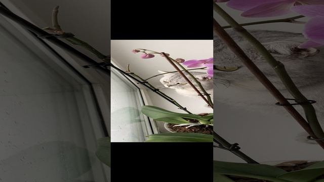 Котик Маню смотрит на снег в окне.