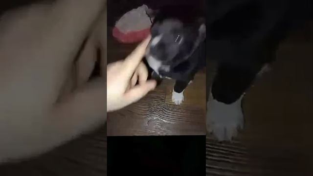 1000016255.mp4