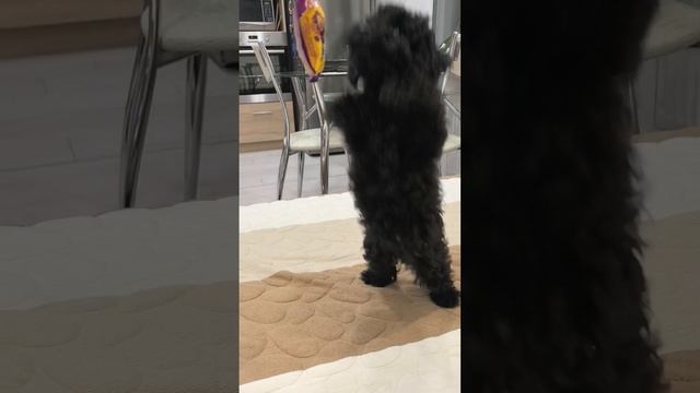 Закрепляем стоять на задних лапках