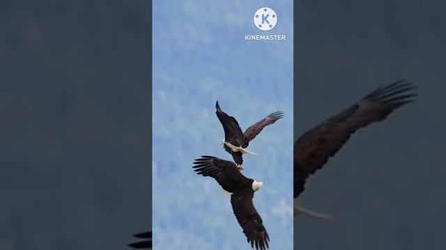 7 “Хотой” тыл., мел., тол. Константин Горохов - Куоста