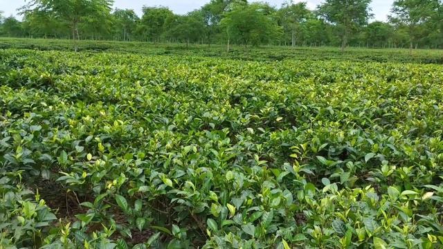 Tea garden