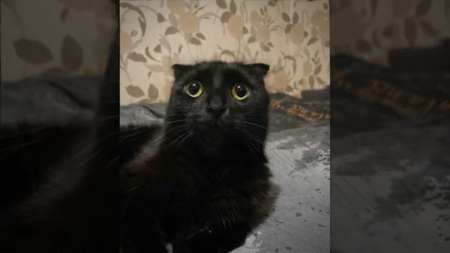 кот люцик миу миу