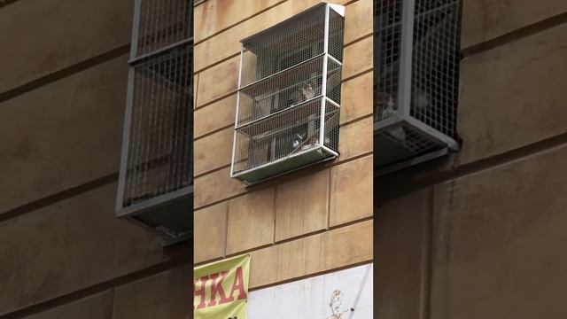 Да чтоб я.. #spartanagera #cat #funnyvideo #2024 #funny #тренды #cat #cats