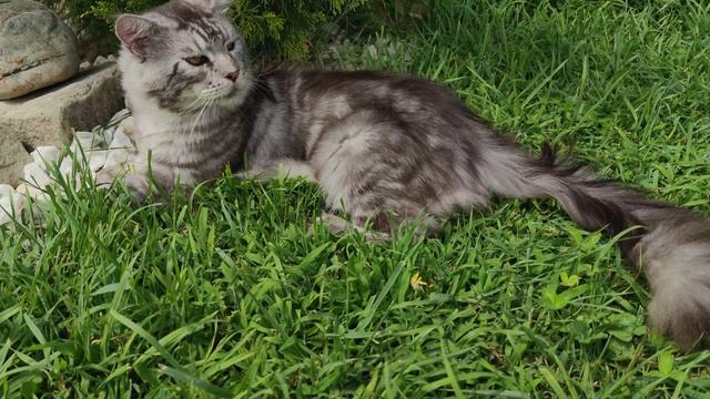 кот мейн-кун чёрный мрамор на серебре