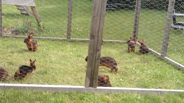 Canadian Tan Rabbits Out for a Run