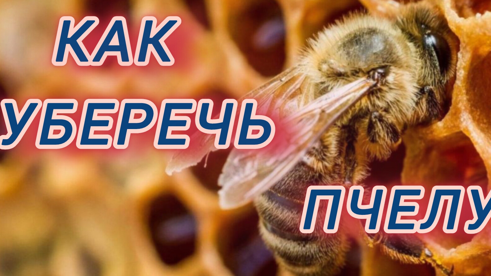 Как уберечь пчелу 🐝🐝🐝🐝🐝