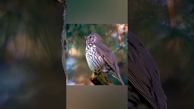 1000040186.mp4