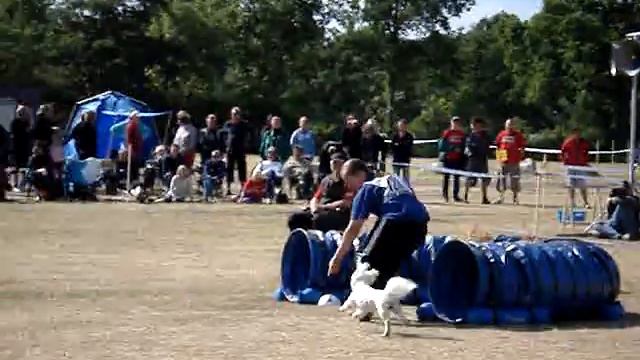 Bichon frise agility swedish championship
