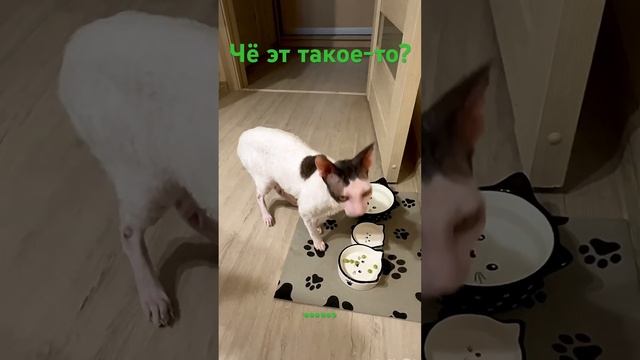 Не поняла…, что это? #кошки #корнишрекс #приколысживотными