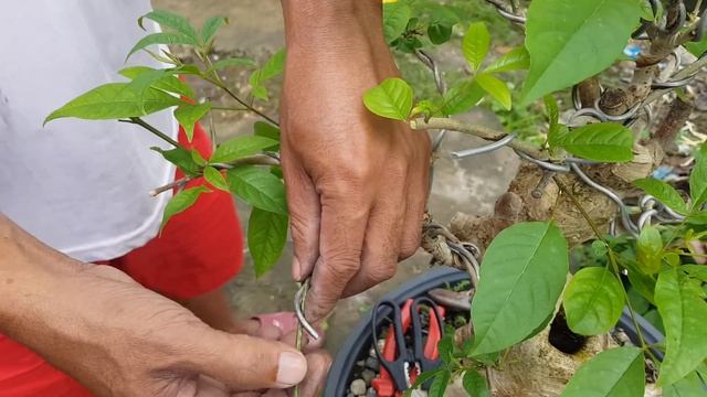 pano mag-alaga ng bonsai part 2 + tugas bonsai tree.