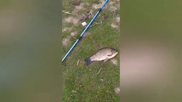 Гигантские караси,зубастые щуки,окуни, судаки,рыбалка на реке Чулым НСО. 3 дня.