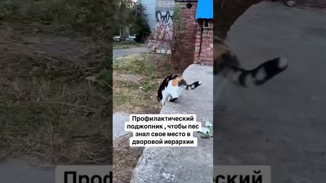 Прямо в яблочко 🎯 🤣