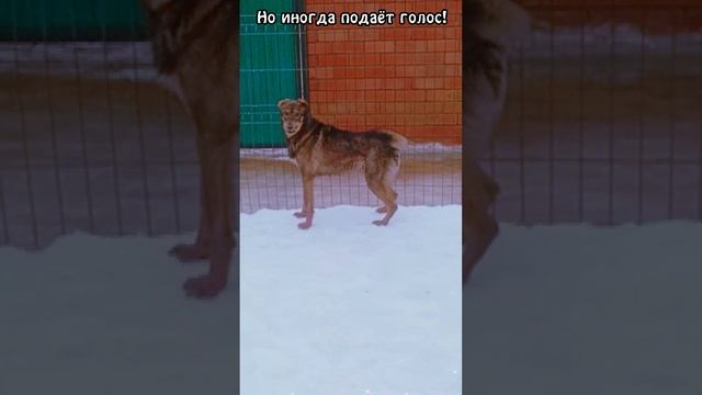 Люк, наш скромник-лилипут ❥ Приют в Малинках