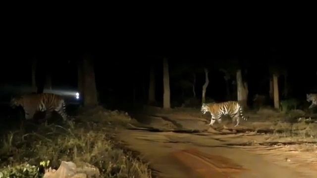 #tiger #entry #theking #tigers #live #viral #shorts #video 🔥🔥🔥