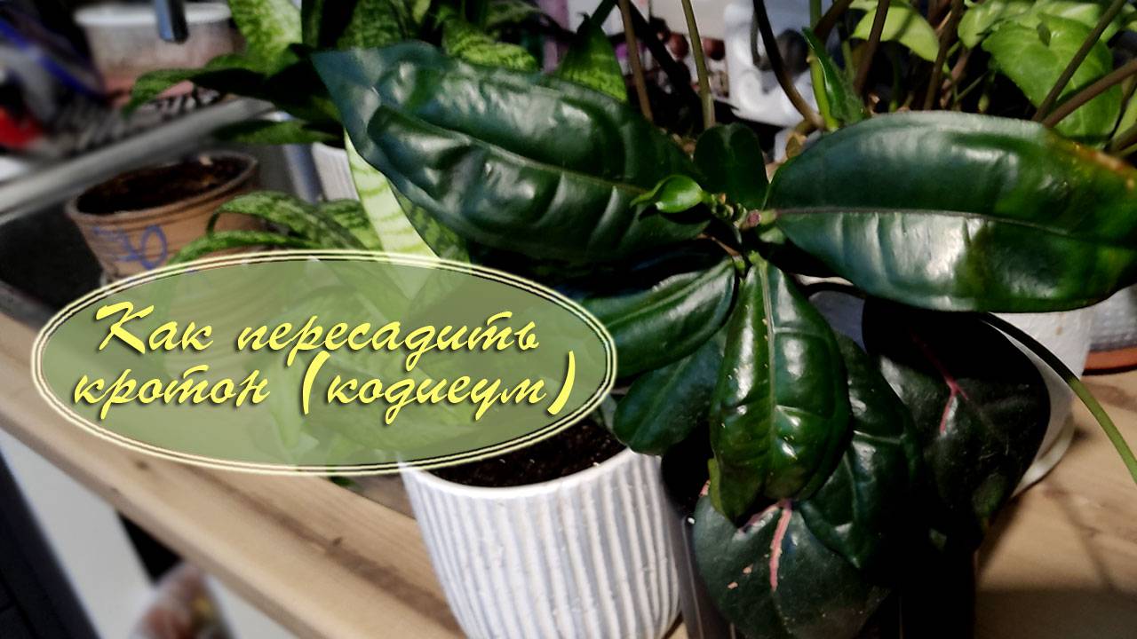 Пересадка кротона (кодиеума) / Цветы дома, январь 2025