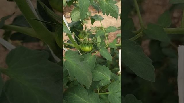 Planta de tomate Raf en pleno crecimiento,color en sus hojas intenso,bien soleada y ventilada. 🌿🌱🍅👌