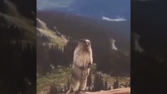 Суслик орëт