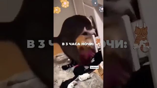 Утром спит,днём спит ,а ночью  .....🤣