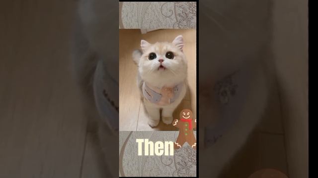 Приколы с животными 2025. Поющая кошка.