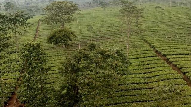 Beautiful Lush Green Tea plantations with relaxing background piano music