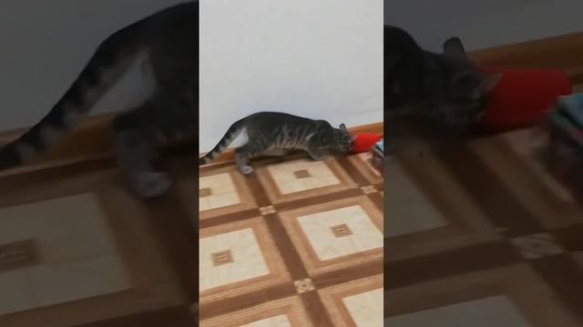 немного о моём котике