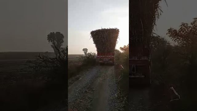 ASHOKBLEYLAND 2518 SUGAR CANE TRUCK OVER FULL OVERLOAD 36 TAN #OFFROADER