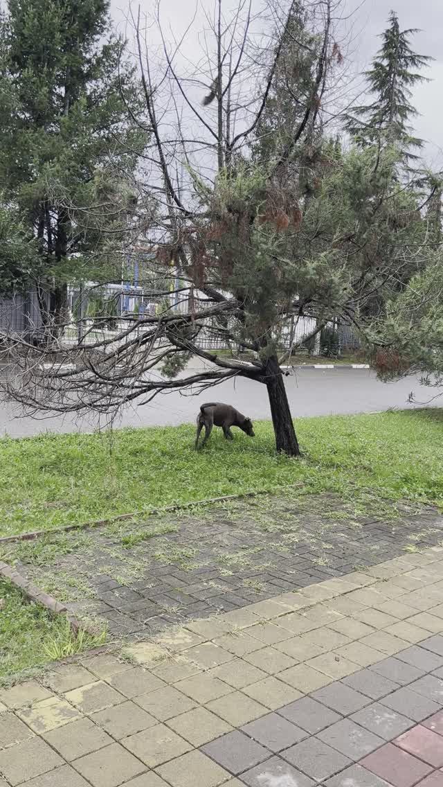 Собака бегает за белкой ))