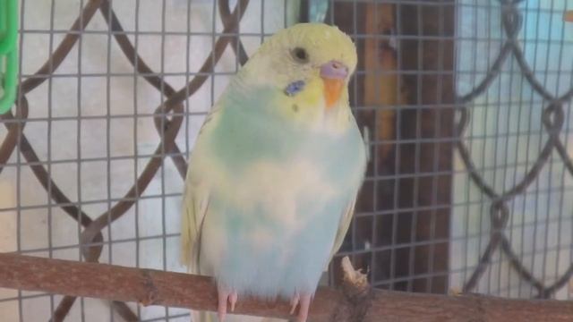 Male Budgie/Parakeet (Sir Ravenal)(Волнистых попугаев)