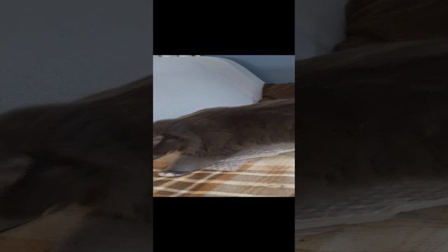 1000012977.mp4