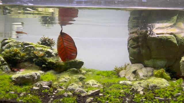 Preparing Indian Almond Leaves for aquarium