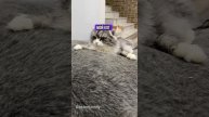 Не дам корм
