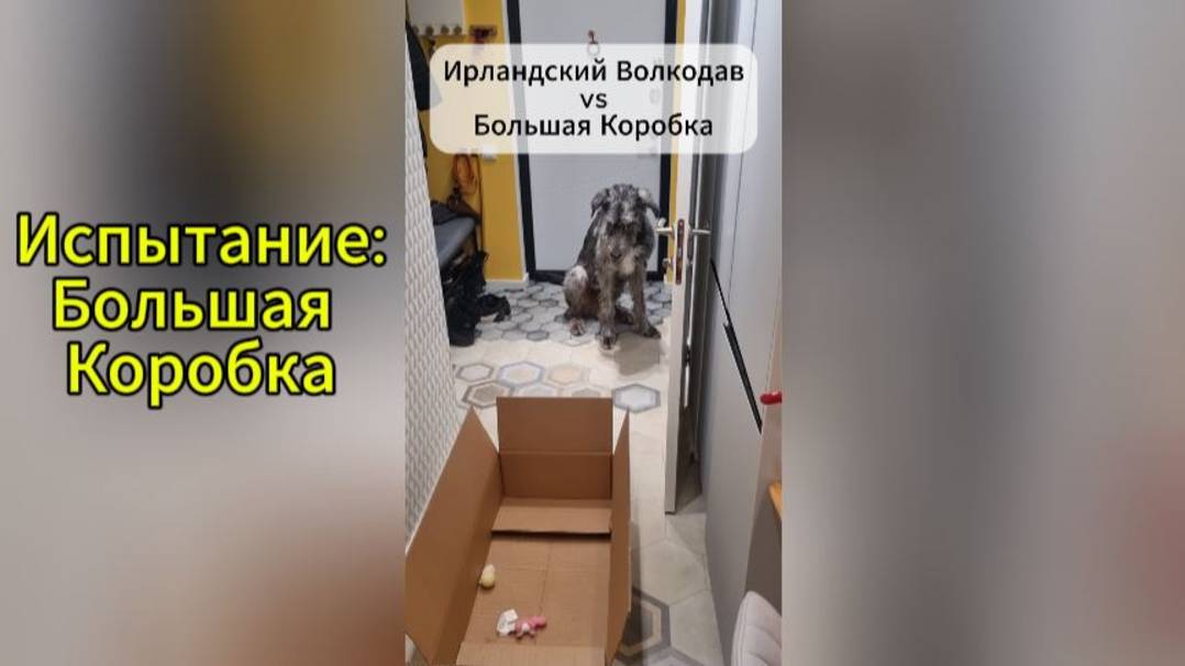 🐶📦😺 Испытание для питомцев: БОЛЬШАЯ КОРОБКА (и Мейн-кун) против Ирландского волкодава 🐶📦😺